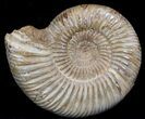 Perisphinctes Ammonite - Jurassic #36932-1